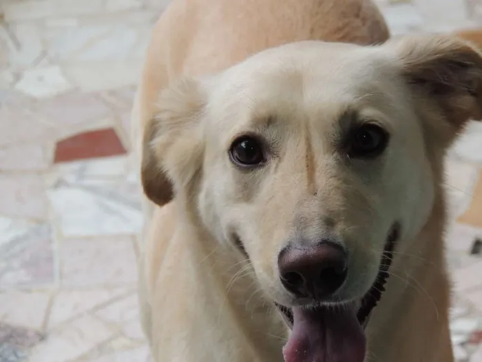 Cachorro raça Labrador Misturado idade 5 anos nome Nina