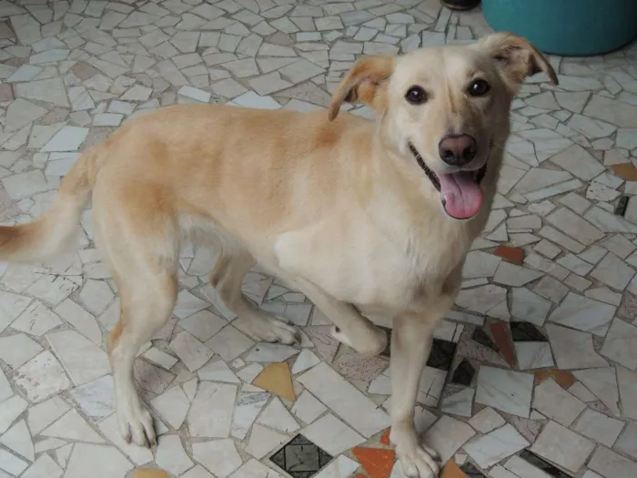 Cachorro raça Labrador Misturado idade 5 anos nome Nina