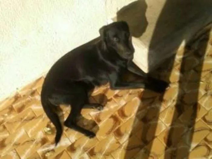 Cachorro ra a Vira Lata idade 4 anos nome Bela