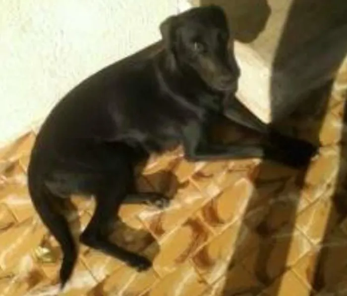 Cachorro ra a Vira Lata idade 4 anos nome Bela