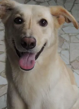 Cachorro raça Labrador Misturado idade 5 anos nome Nina