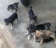 cachorrinhos