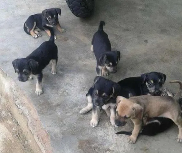 Cachorro ra a viralata idade Abaixo de 2 meses nome cachorrinhos