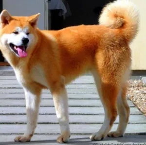 Cachorro raça Akita Inu idade 3 anos nome Ryoutarou