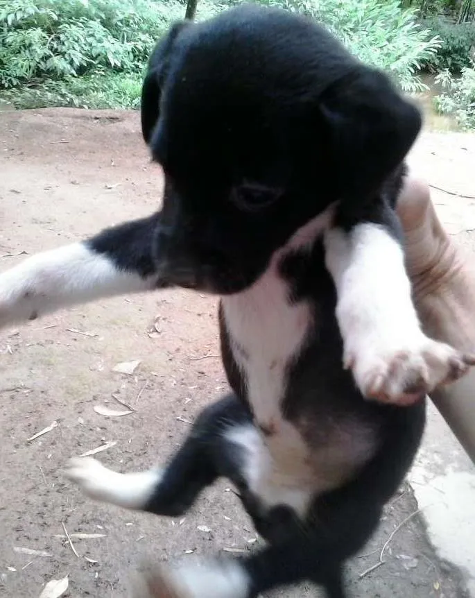 Cachorro ra a sem raça idade 2 a 6 meses nome sem nome