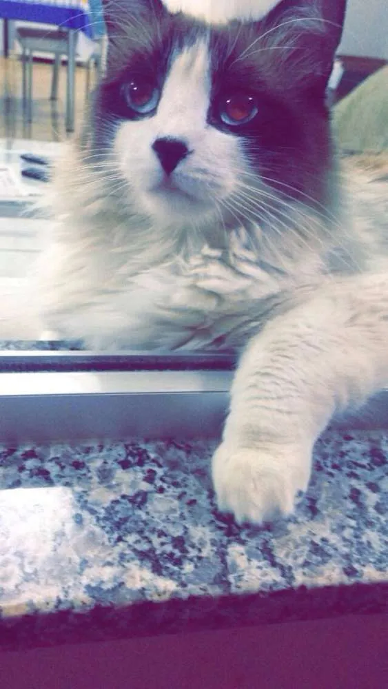 Gato ra a  idade 1 ano nome Lili GRATIFICA