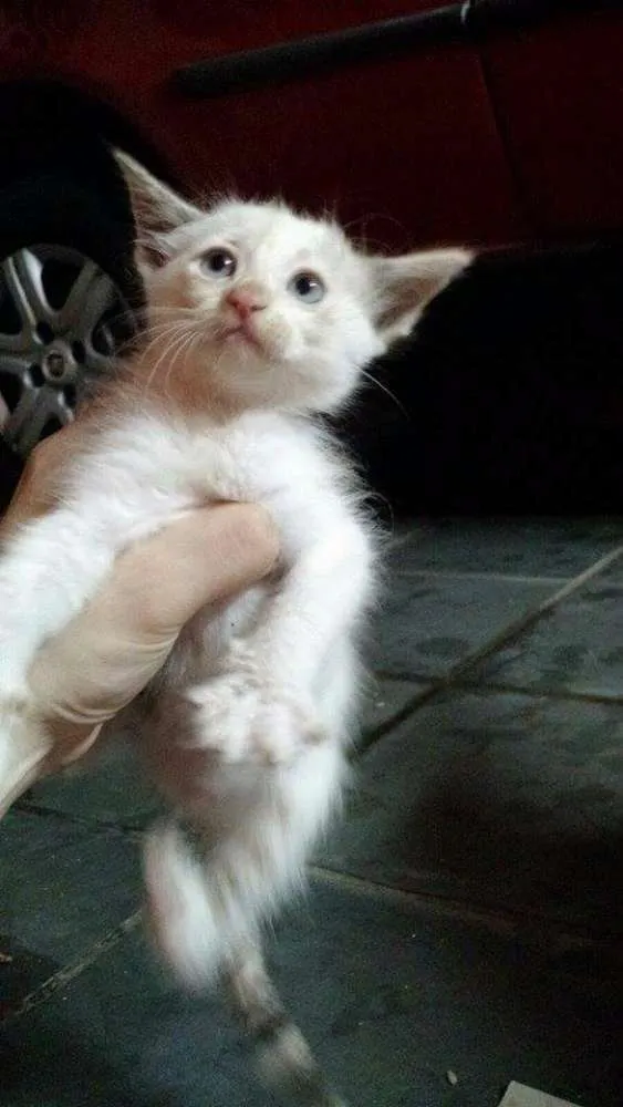 Gato ra a Não definido idade Abaixo de 2 meses nome Não definido