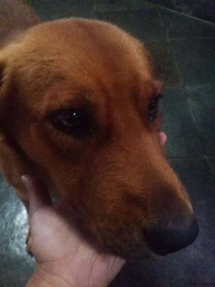 Cachorro raça vira-lata idade 1 ano nome SEM NOME