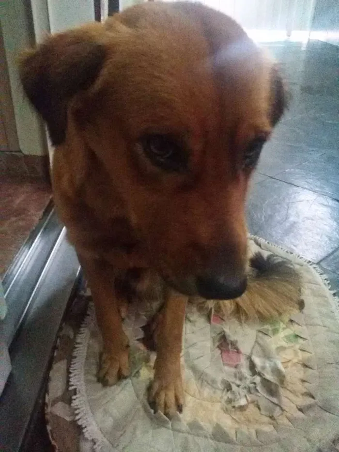 Cachorro raça vira-lata idade 1 ano nome SEM NOME