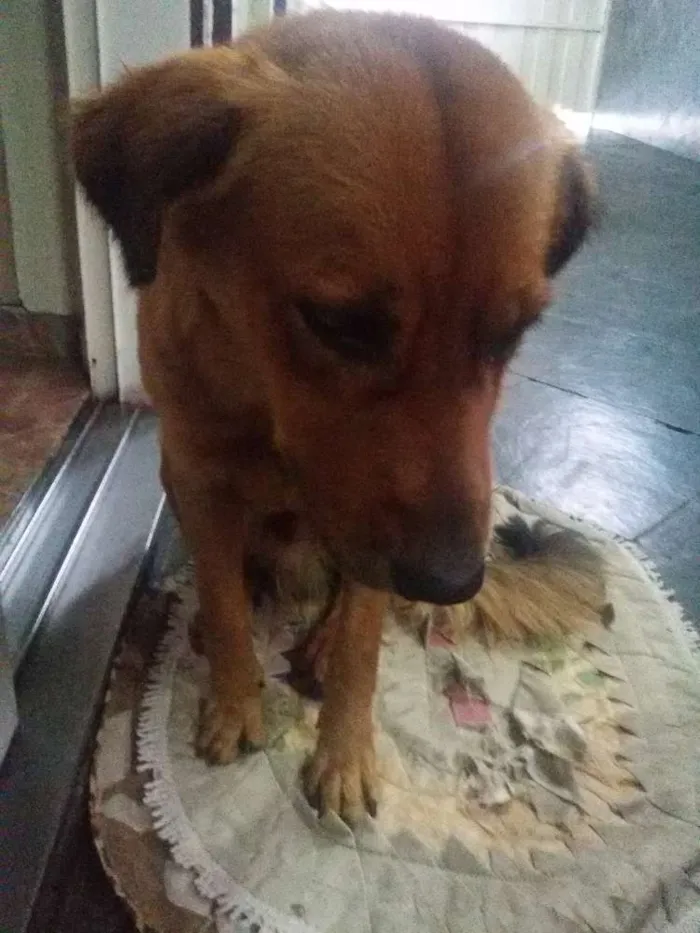 Cachorro raça vira-lata idade 1 ano nome SEM NOME