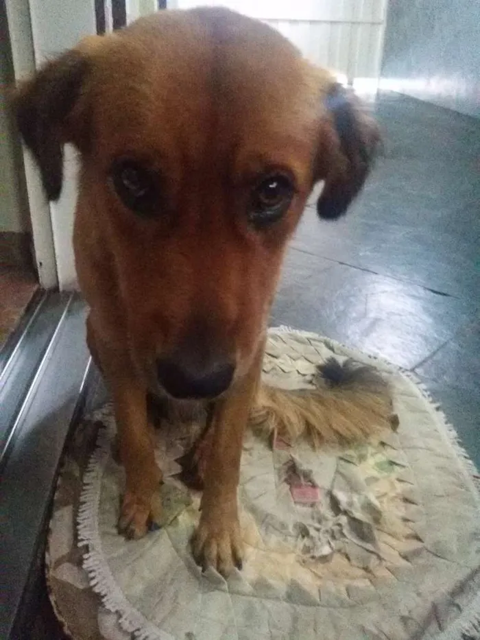 Cachorro raça vira-lata idade 1 ano nome SEM NOME