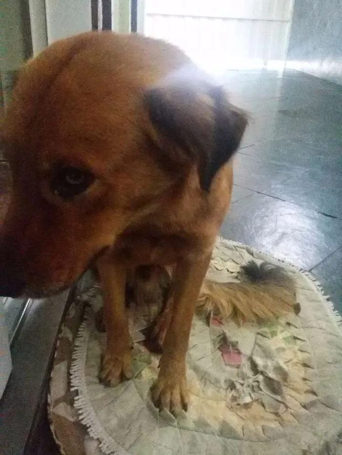 Cachorro raça vira-lata idade 1 ano nome SEM NOME