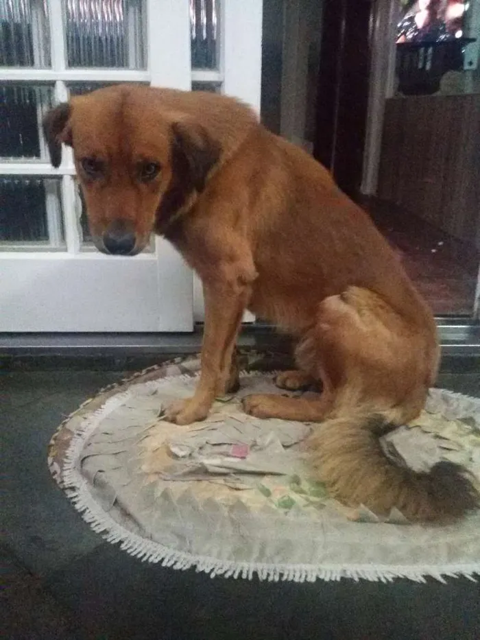 Cachorro raça vira-lata idade 1 ano nome SEM NOME