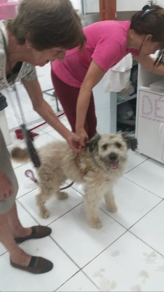 Cachorro ra a SRD idade 7 a 11 meses nome Bob
