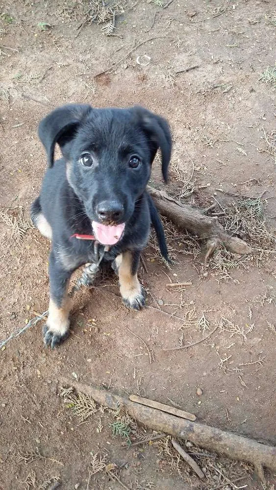 Cachorro ra a SRD idade 2 a 6 meses nome Primeiro