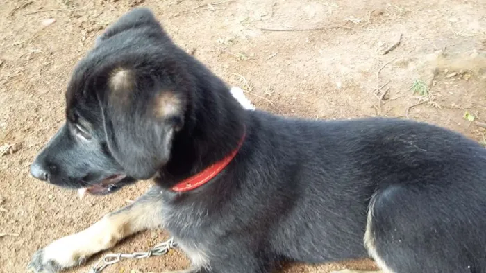 Cachorro ra a SRD idade 2 a 6 meses nome Primeiro