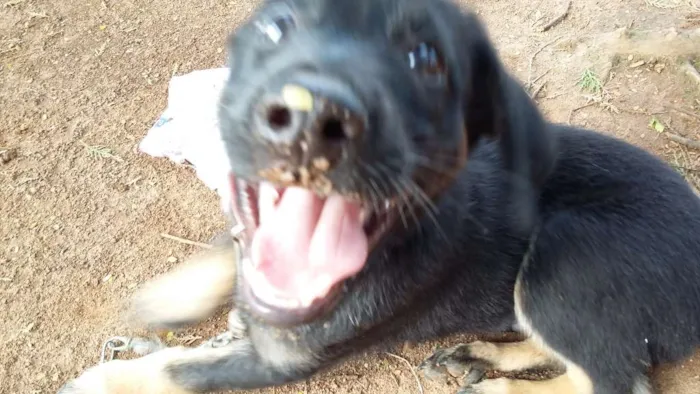 Cachorro ra a SRD idade 2 a 6 meses nome Primeiro