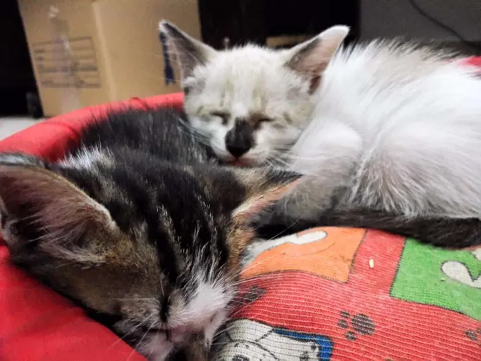 Gato ra a  idade Abaixo de 2 meses nome gato