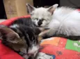 gato