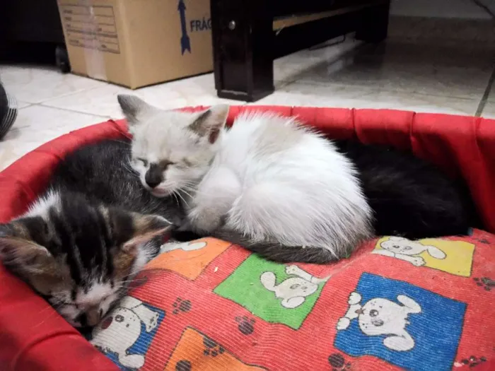 Gato ra a  idade Abaixo de 2 meses nome gato