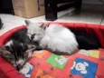gato