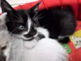 gato