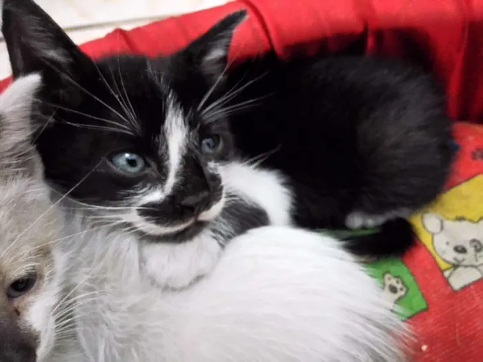 Gato ra a  idade Abaixo de 2 meses nome gato