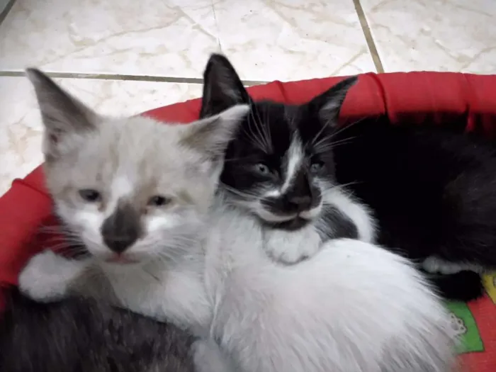 Gato ra a  idade Abaixo de 2 meses nome gato