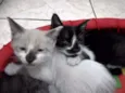gato