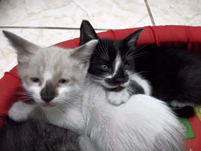 Gato ra a  idade Abaixo de 2 meses nome gato