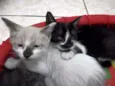 gato