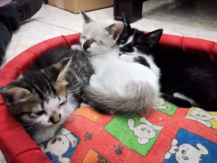 Gato ra a  idade Abaixo de 2 meses nome gato