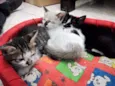 gato