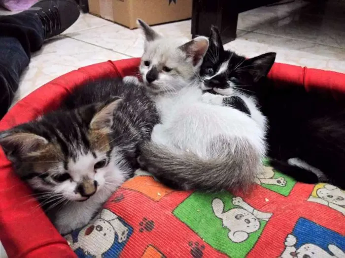 Gato ra a  idade Abaixo de 2 meses nome gato