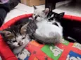 gato