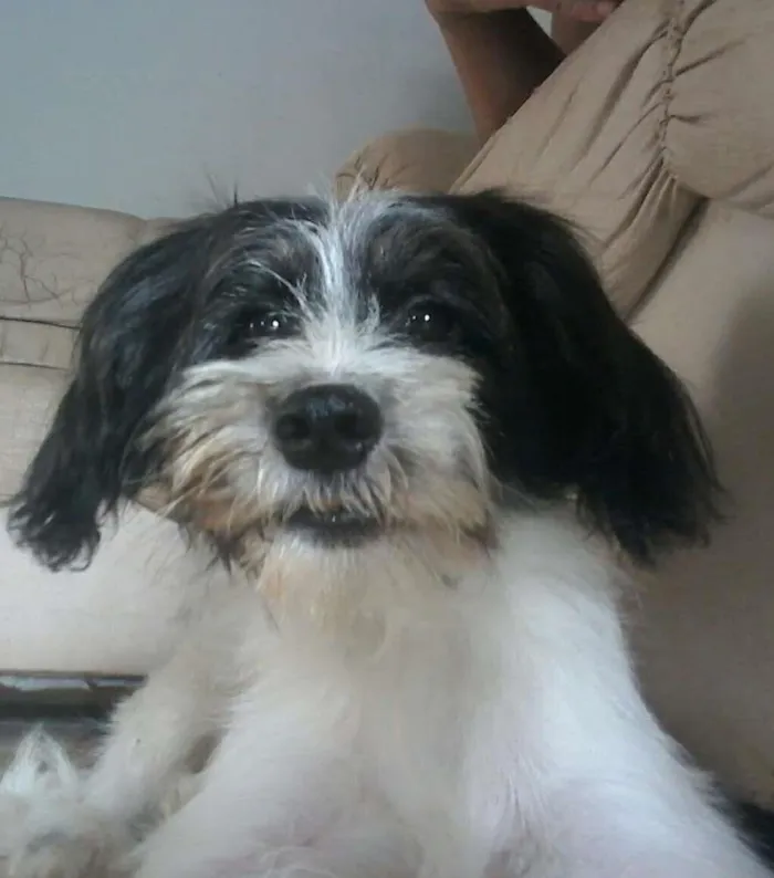Cachorro raça Chitzu com Poodle idade 2 a 6 meses nome Logan