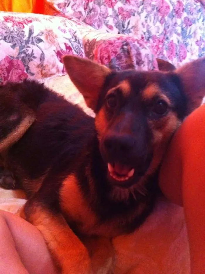 Cachorro ra a mix de pastor idade 2 a 6 meses nome lessie