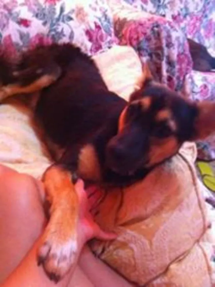 Cachorro ra a mix de pastor idade 2 a 6 meses nome lessie
