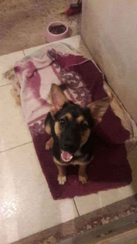 Cachorro ra a mix de pastor idade 2 a 6 meses nome lessie