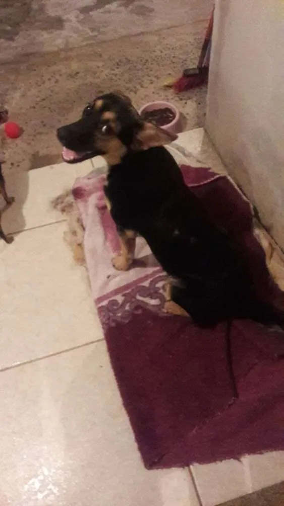 Cachorro ra a mix de pastor idade 2 a 6 meses nome lessie