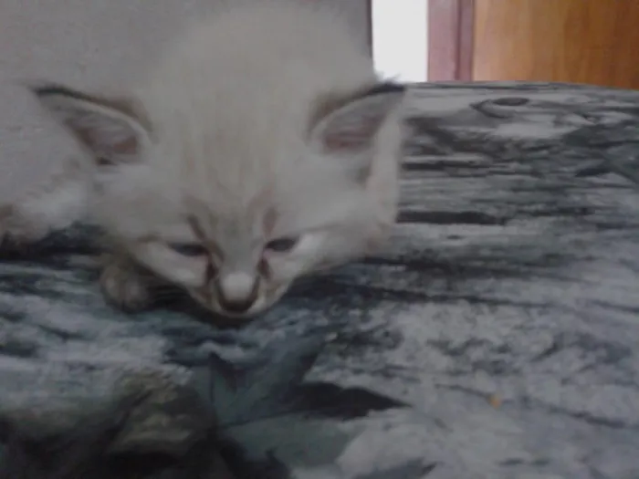 Gato ra a srd idade 2 a 6 meses nome não tem nome