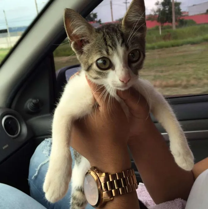 Gato ra a Europeu idade 2 a 6 meses nome Louis