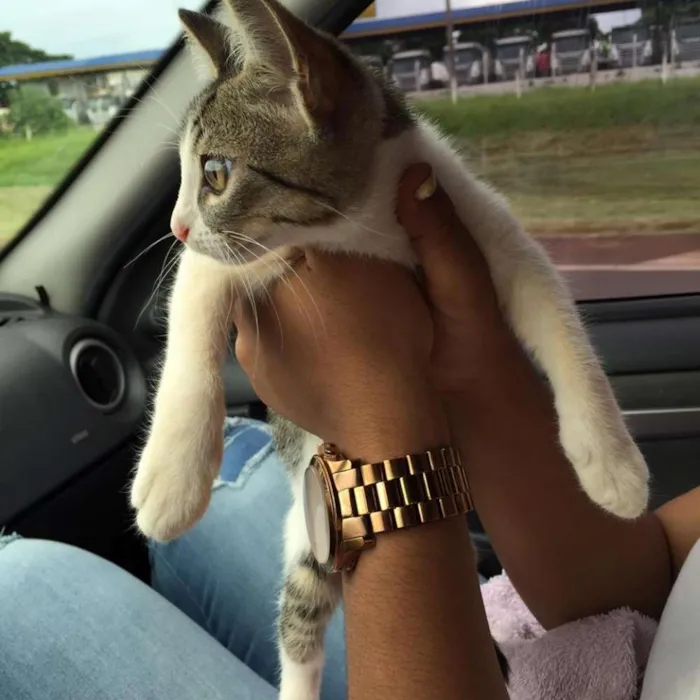 Gato ra a Europeu idade 2 a 6 meses nome Louis