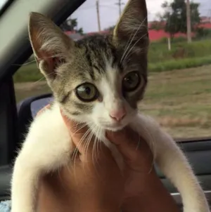 Gato raça Europeu idade 2 a 6 meses nome Louis