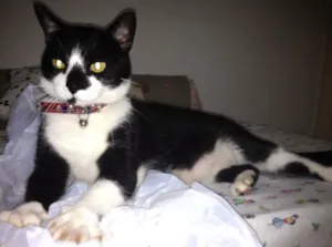 Gato raça Srd frajola idade 6 ou mais anos nome Antônio (Tom)