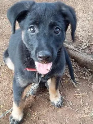 Cachorro raça SRD idade 2 a 6 meses nome Primeiro
