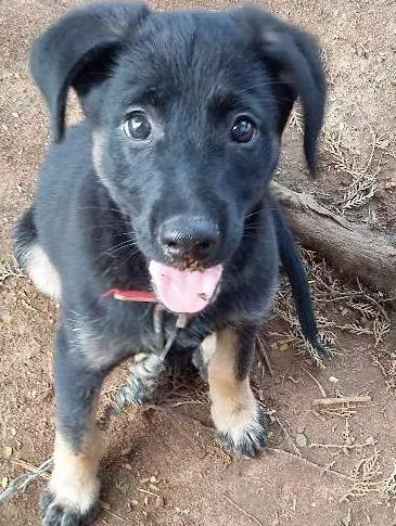 Cachorro ra a SRD idade 2 a 6 meses nome Primeiro