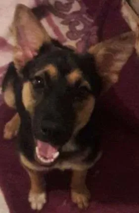 Cachorro ra a mix de pastor idade 2 a 6 meses nome lessie