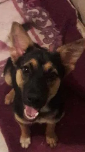 Cachorro ra a mix de pastor idade 2 a 6 meses nome lessie
