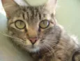Tom